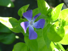 Vinca majorGrote maagdenpalm bestellen